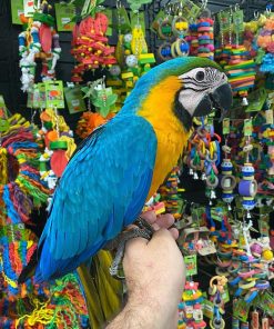 Blue Gold Macaw For Adoption