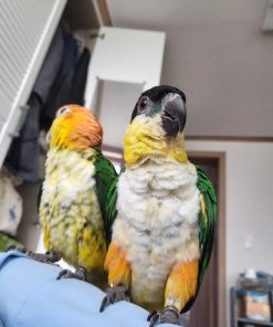 Caique Parrot For Adoption