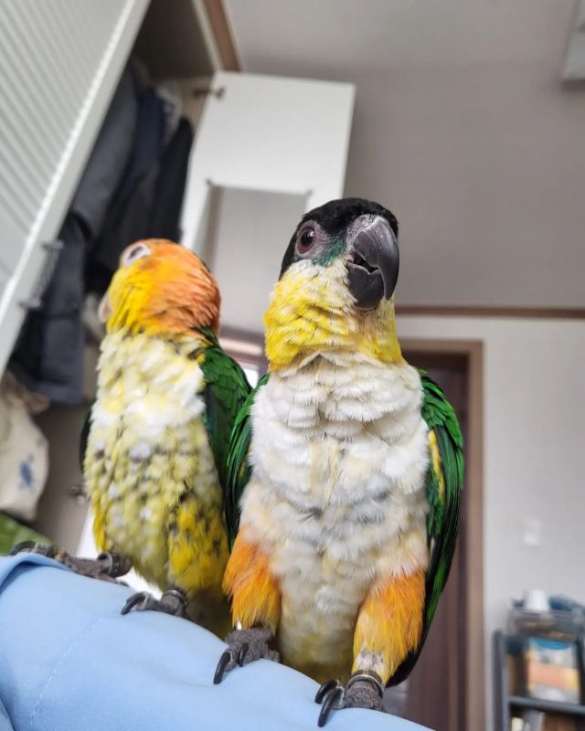 Caique Parrot For Adoption Parrots For Adoption