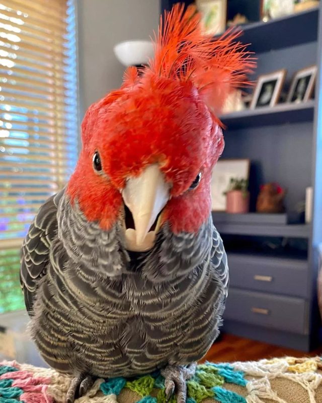 Gang Gang Cockatoo For Adoption Parrots For Adoption Companion Parrots