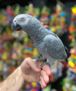 Grey Parrots For Adoption