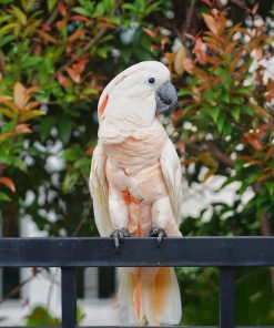 Moluccan Cockatoo For Adoption