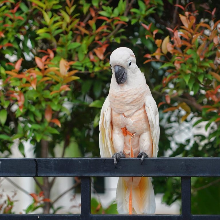 Moluccan Cockatoo For Adoption Parrots For Adoption Companion Parrots