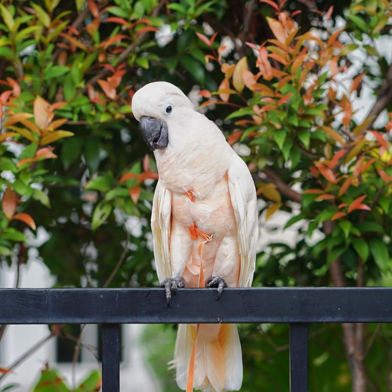 Moluccan Cockatoo For Adoption Parrots For Adoption Companion Parrots