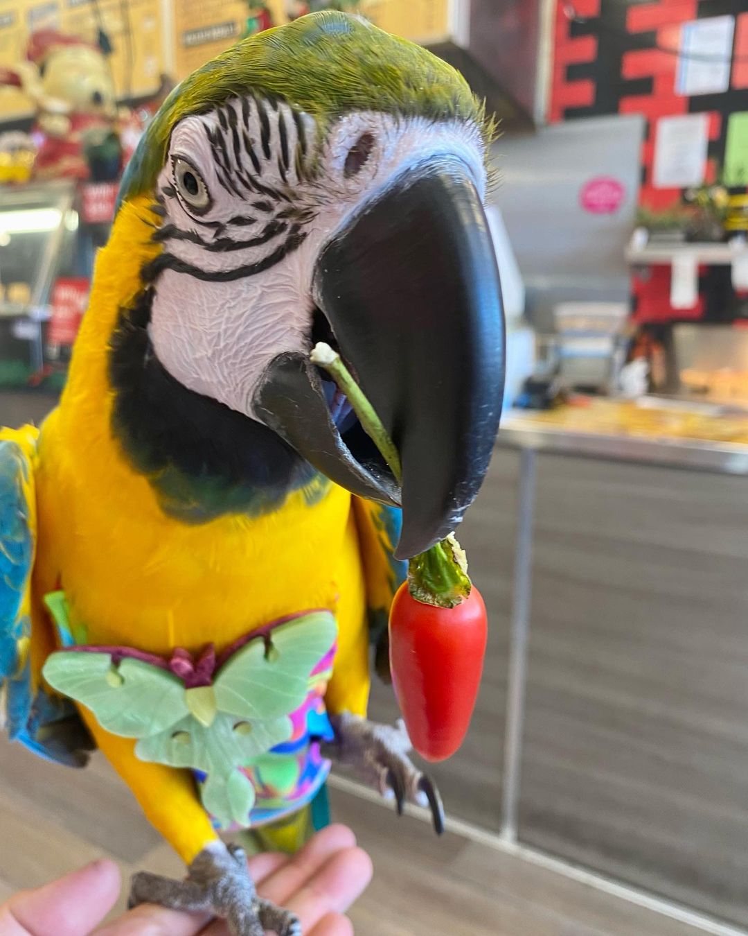 Parrots For Adoption Parrots For Adoption Friendly and Social