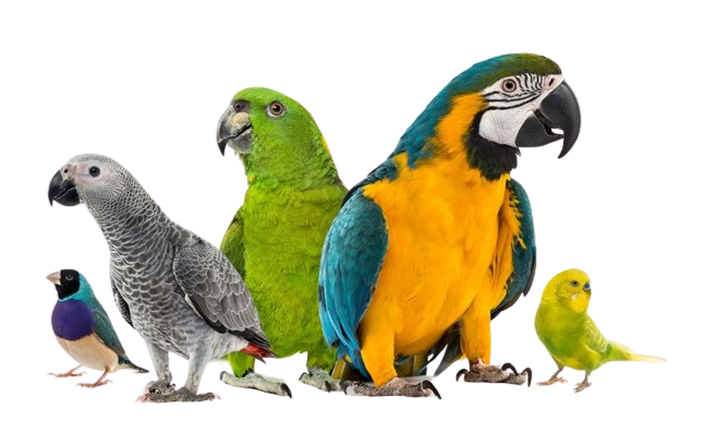 Parrots For Adoption Near Me