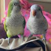 Quaker Parrot For Adoption