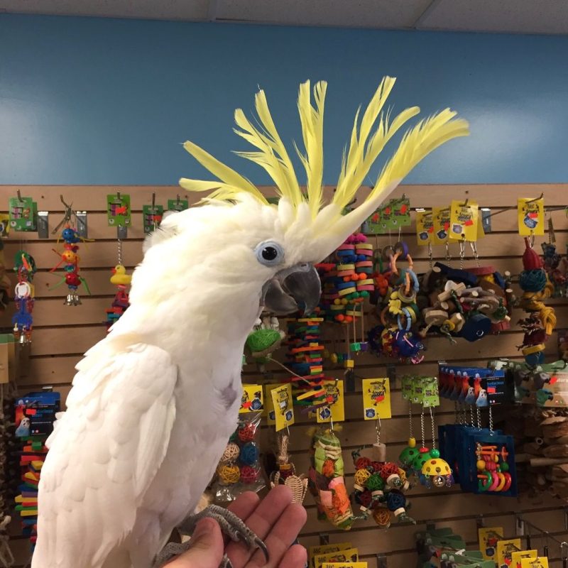 Sulphur Crested Cockatoo For Adoption Parrots For Adoption