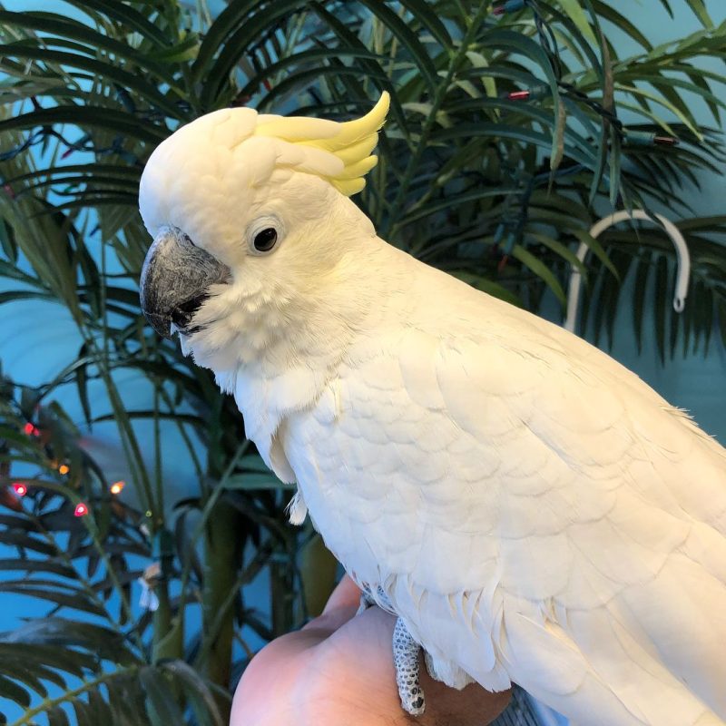 Sulphur Crested Cockatoo For Adoption Parrots For Adoption