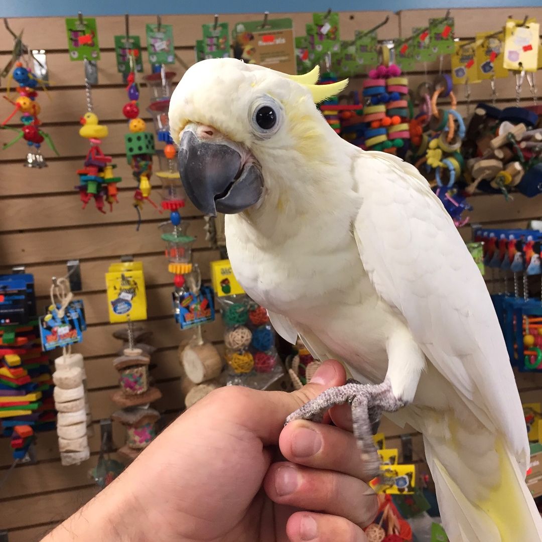 Sulphur Crested Cockatoo For Adoption Parrots For Adoption