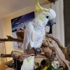 Yellow-Crested Cockatoo For Adoption
