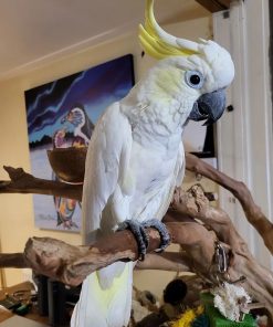 Yellow-Crested Cockatoo For Adoption