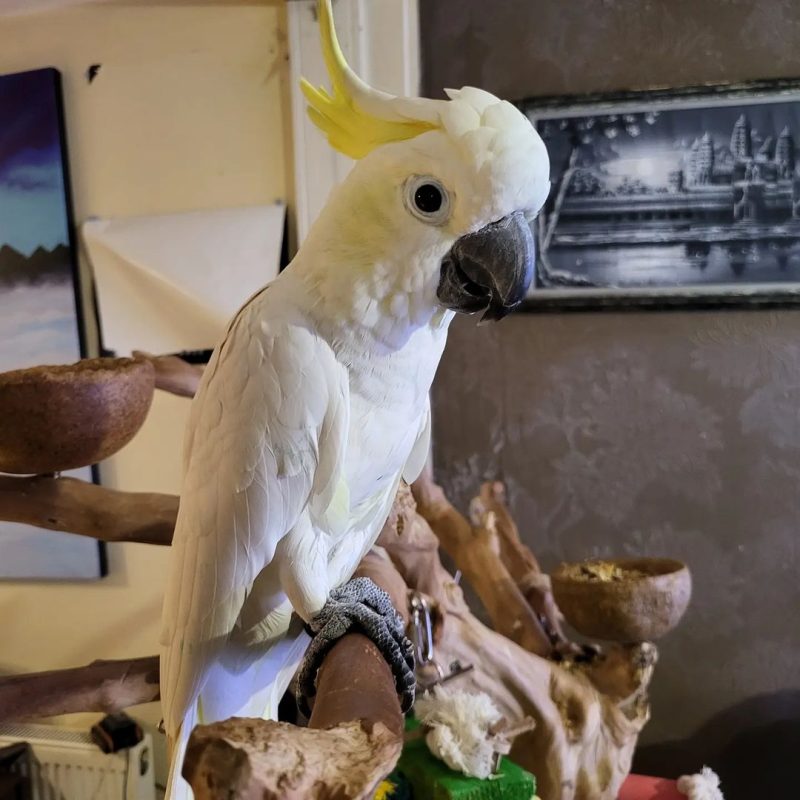 YellowCrested Cockatoo For Adoption Parrots For Adoption