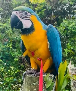 Blue and Gold Macaw Adoption