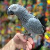 Adopt African Grey Parrot