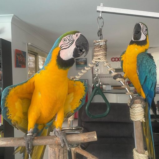 Macaw For Adoption Near Me Parrots For Adoption Companion Parrots