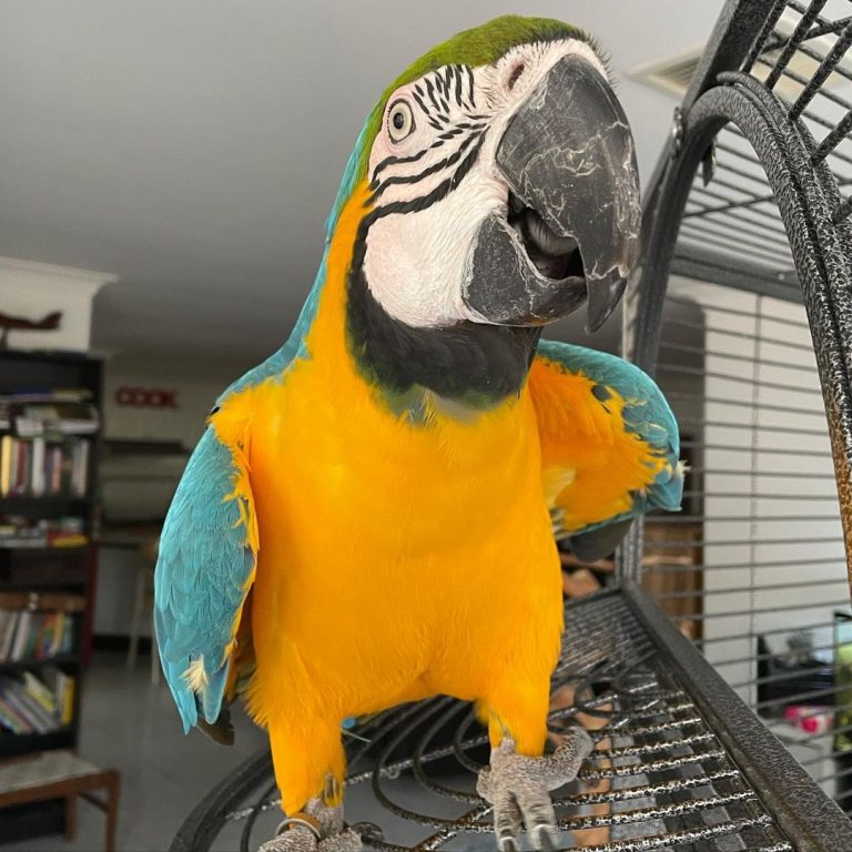 Parrot Rescue - Parrots For Adoption | Companion Parrots