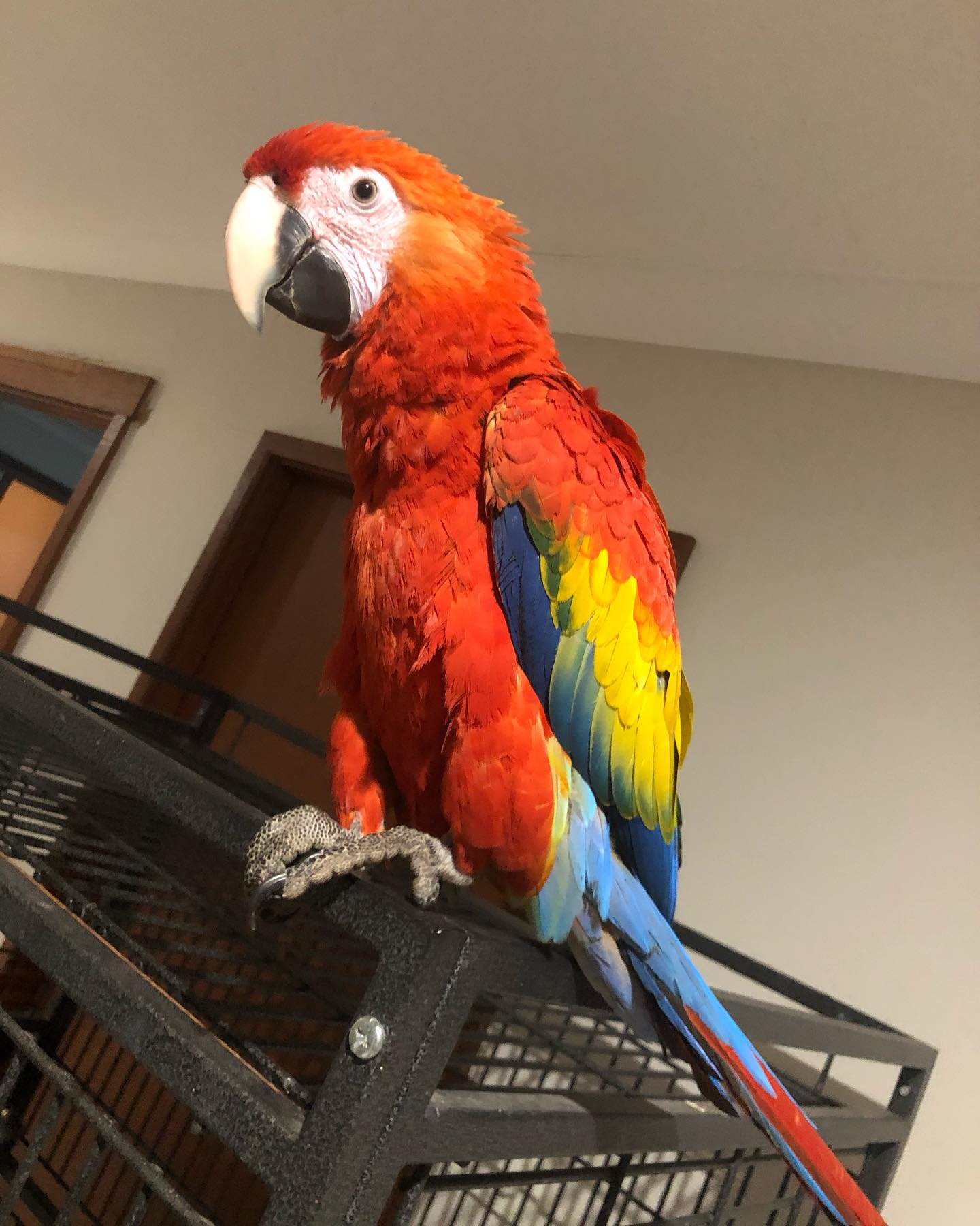 Parrots Near Me Parrots For Adoption Companion Parrots For Adoption