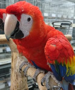Scarlet Macaw For Adoption