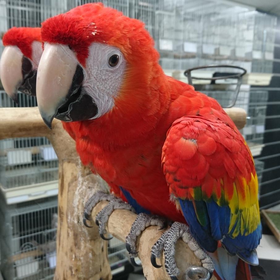 Scarlet Macaw For Adoption - Parrots For Adoption | Companion Parrots